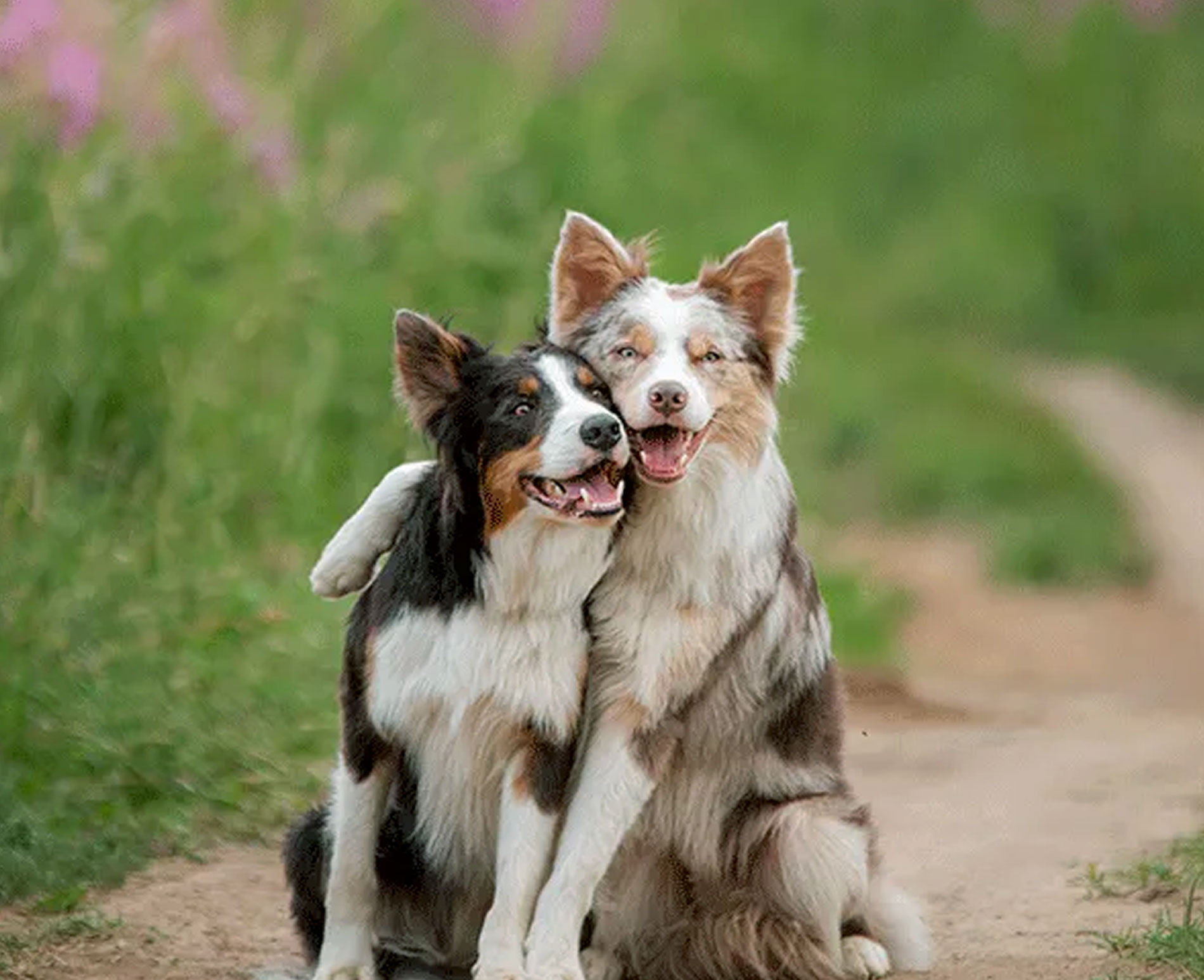 Les bonnes raisons de striliser son chien ou chat